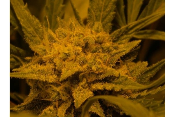 Royal Critical Autoflower (Royal Queen Seeds) Feminisoidut Royal Critical Autoflower (Royal Queen Seeds) Feminisoidut