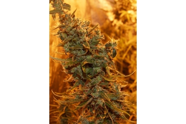 Royal Critical Autoflower (Royal Queen Seeds) Feminisoidut