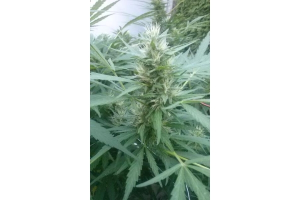 Royal Critical Autoflower (Royal Queen Seeds) Feminisoidut Royal Critical Autoflower (Royal Queen Seeds) Feminisoidut