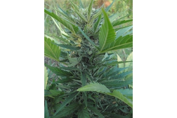 Royal Critical Autoflower (Royal Queen Seeds) Feminisoidut Royal Critical Autoflower (Royal Queen Seeds) Feminisoidut