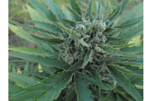 Royal Critical Autoflower (Royal Queen Seeds) Feminisoidut Royal Critical Autoflower (Royal Queen Seeds) Feminisoidut
