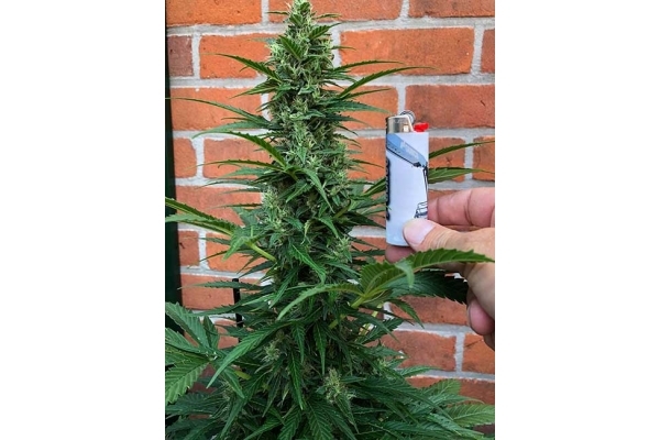 Northern Light Autoflower (Royal Queen Seeds) Feminisoidut Northern Light Autoflower (Royal Queen Seeds) Feminisoidut