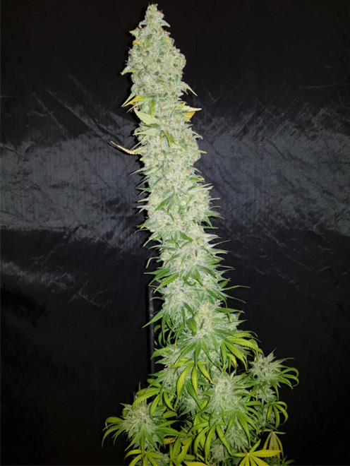 Northern Light Blue (Delicious Seeds) Feminisoidut Northern Light Blue (Delicious Seeds) Feminisoidut