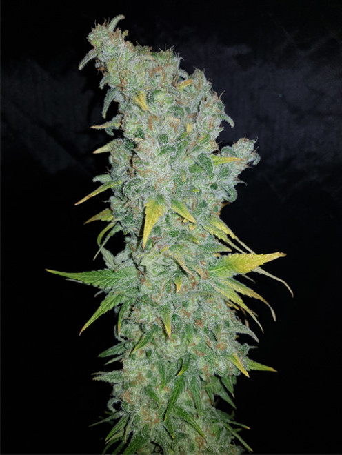 Northern Light Blue (Delicious Seeds) Feminisoidut Northern Light Blue (Delicious Seeds) Feminisoidut