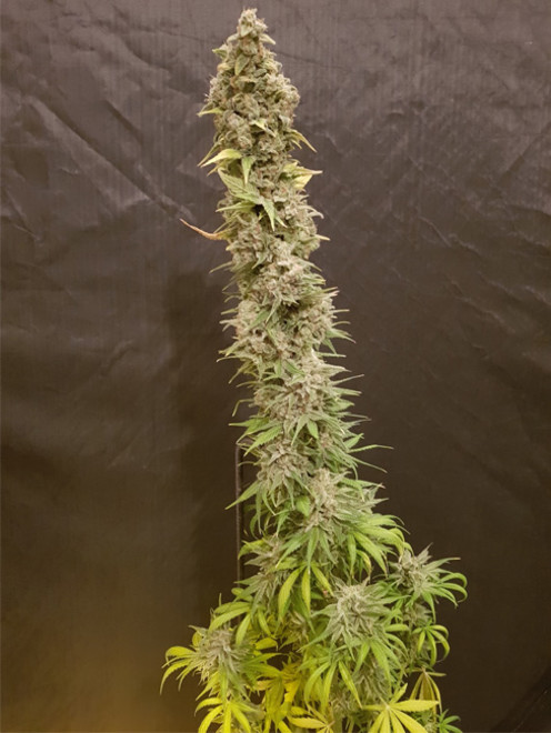 Northern Light Blue (Delicious Seeds) Feminisoidut Northern Light Blue (Delicious Seeds) Feminisoidut