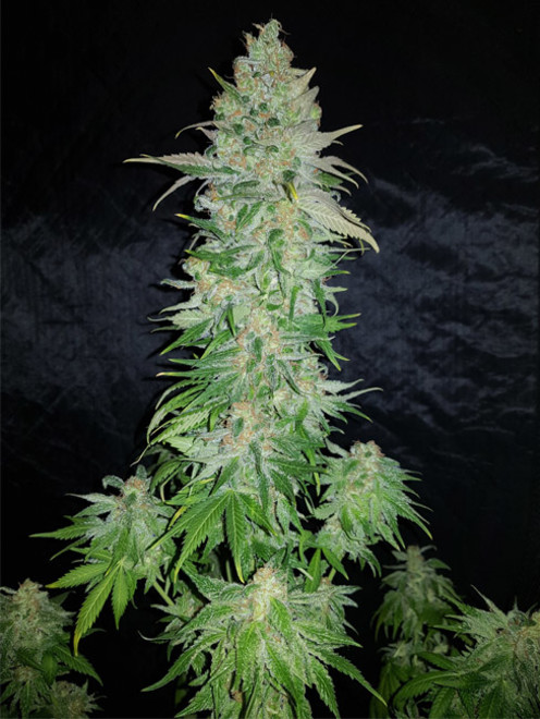 Northern Light Blue (Delicious Seeds) Feminisoidut Northern Light Blue (Delicious Seeds) Feminisoidut