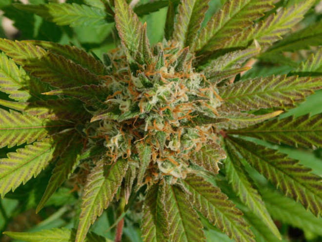 Raspberry Cough (Nirvana) Feminisoidut Raspberry Cough (Nirvana) Feminisoidut