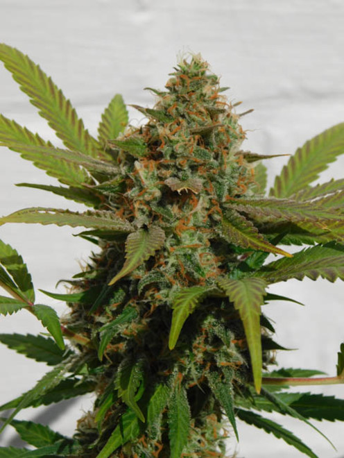Raspberry Cough (Nirvana) Feminisoidut Raspberry Cough (Nirvana) Feminisoidut