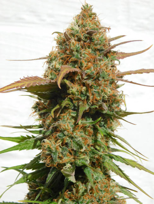 Raspberry Cough (Nirvana) Feminisoidut Raspberry Cough (Nirvana) Feminisoidut
