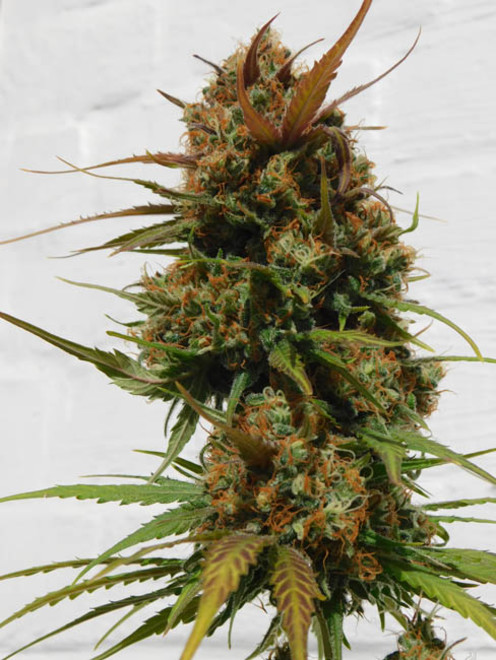 Raspberry Cough (Nirvana) Feminisoidut Raspberry Cough (Nirvana) Feminisoidut