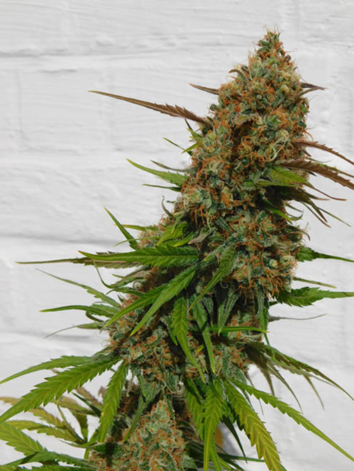 Raspberry Cough (Nirvana) Feminisoidut Raspberry Cough (Nirvana) Feminisoidut