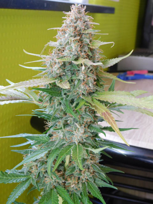 Raspberry Cough (Nirvana) Feminisoidut Raspberry Cough (Nirvana) Feminisoidut