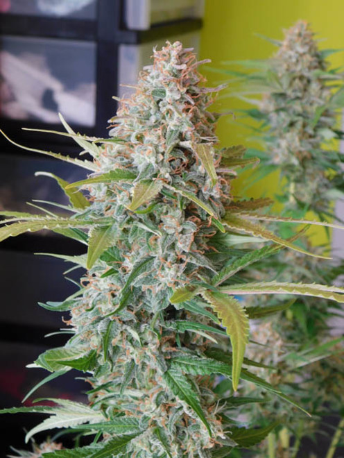 Raspberry Cough (Nirvana) Feminisoidut Raspberry Cough (Nirvana) Feminisoidut