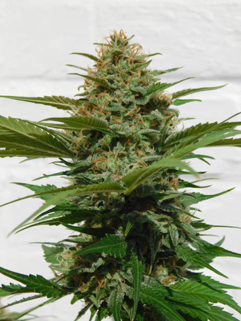Raspberry Cough (Nirvana) Feminisoidut Raspberry Cough (Nirvana) Feminisoidut