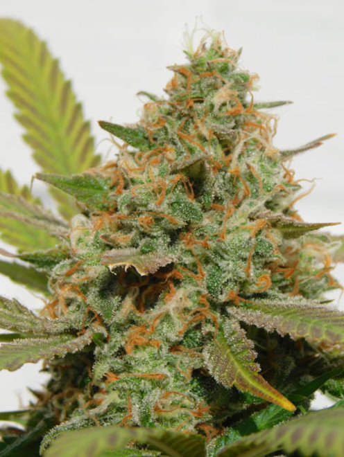 Raspberry Cough (Nirvana) Feminisoidut Raspberry Cough (Nirvana) Feminisoidut
