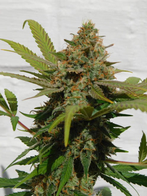 Raspberry Cough (Nirvana) Feminisoidut Raspberry Cough (Nirvana) Feminisoidut