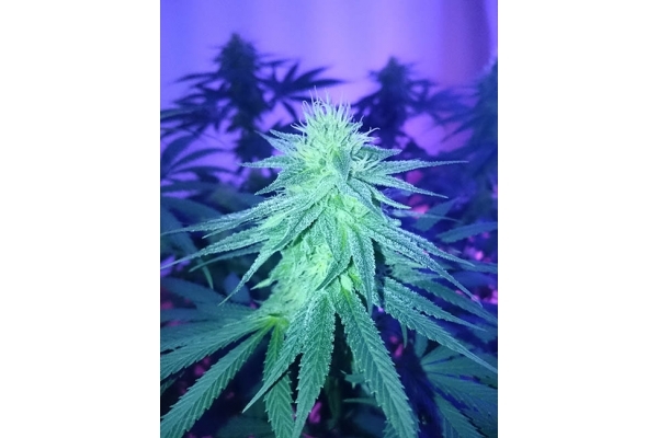Haze Berry (Royal Queen Seeds) Feminisoidut Haze Berry (Royal Queen Seeds) Feminisoidut