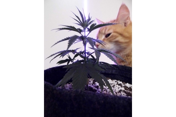 Haze Berry (Royal Queen Seeds) Feminisoidut Haze Berry (Royal Queen Seeds) Feminisoidut