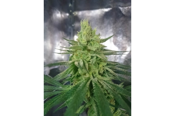 Haze Berry (Royal Queen Seeds) Feminisoidut Haze Berry (Royal Queen Seeds) Feminisoidut