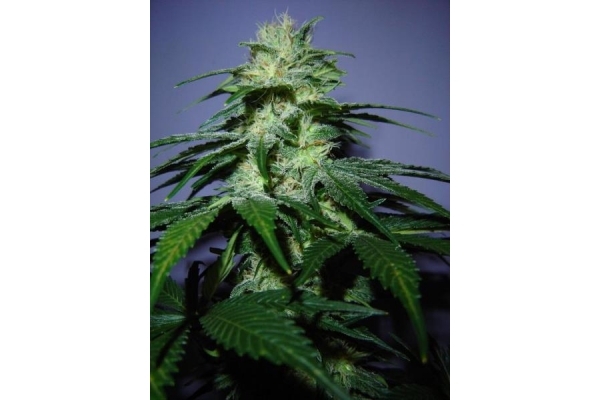 Nepal Jam (ACE Seeds) Feminisoidut Nepal Jam (ACE Seeds) Feminisoidut