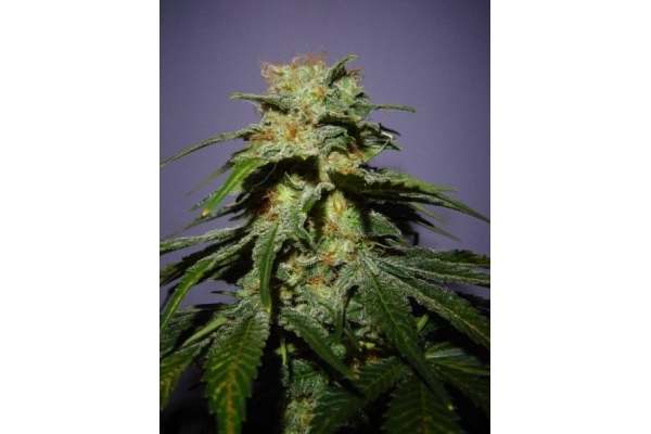 Nepal Jam (ACE Seeds) Feminisoidut Nepal Jam (ACE Seeds) Feminisoidut
