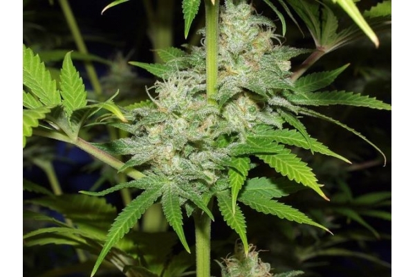 Nepal Jam (ACE Seeds) Feminisoidut Nepal Jam (ACE Seeds) Feminisoidut