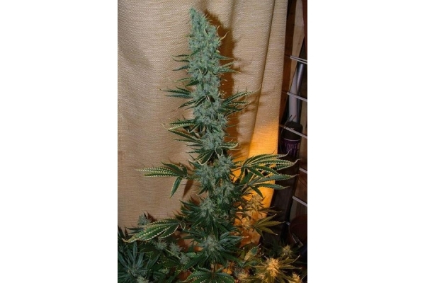 Nepal Jam (ACE Seeds) Feminisoidut Nepal Jam (ACE Seeds) Feminisoidut