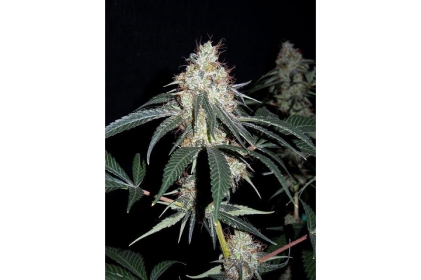 Nepal Jam (ACE Seeds) Feminisoidut Nepal Jam (ACE Seeds) Feminisoidut