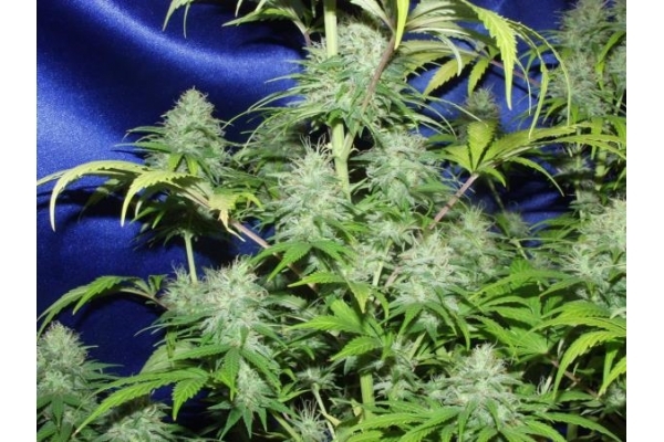 Nepal Jam (ACE Seeds) Feminisoidut Nepal Jam (ACE Seeds) Feminisoidut