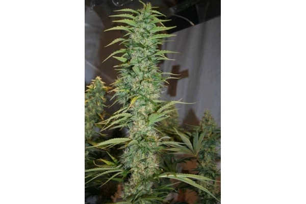 Orient Express (ACE Seeds) Feminisoidut Orient Express (ACE Seeds) Feminisoidut