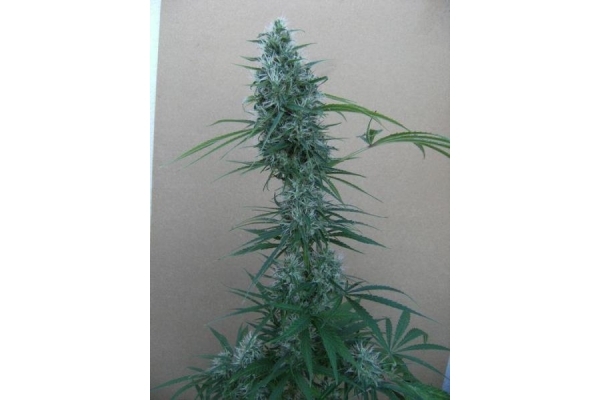 Orient Express (ACE Seeds) Feminisoidut Orient Express (ACE Seeds) Feminisoidut