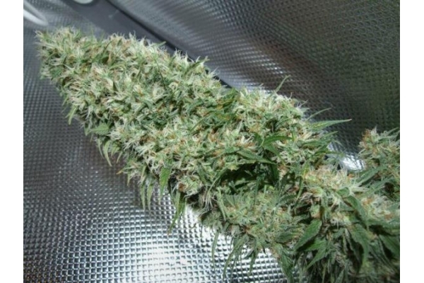 Orient Express (ACE Seeds) Feminisoidut Orient Express (ACE Seeds) Feminisoidut
