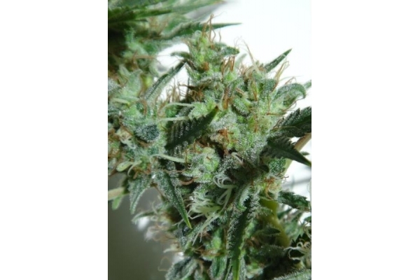 Orient Express (ACE Seeds) Feminisoidut Orient Express (ACE Seeds) Feminisoidut