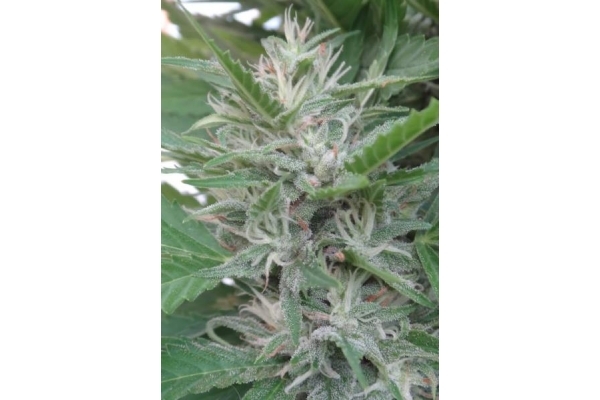 Orient Express (ACE Seeds) Feminisoidut Orient Express (ACE Seeds) Feminisoidut
