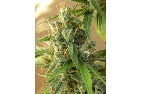 Panama (ACE Seeds) Feminisoidut Panama (ACE Seeds) Feminisoidut