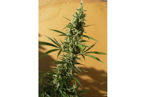 Panama (ACE Seeds) Feminisoidut Panama (ACE Seeds) Feminisoidut