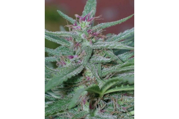 Panama (ACE Seeds) Feminisoidut Panama (ACE Seeds) Feminisoidut