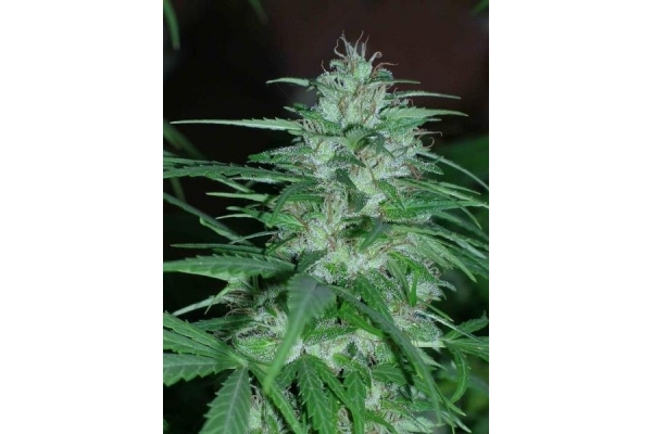 Panama (ACE Seeds) Feminisoidut Panama (ACE Seeds) Feminisoidut