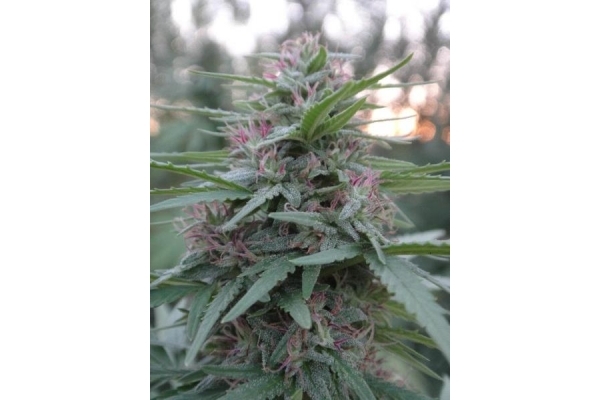 Panama (ACE Seeds) Feminisoidut Panama (ACE Seeds) Feminisoidut