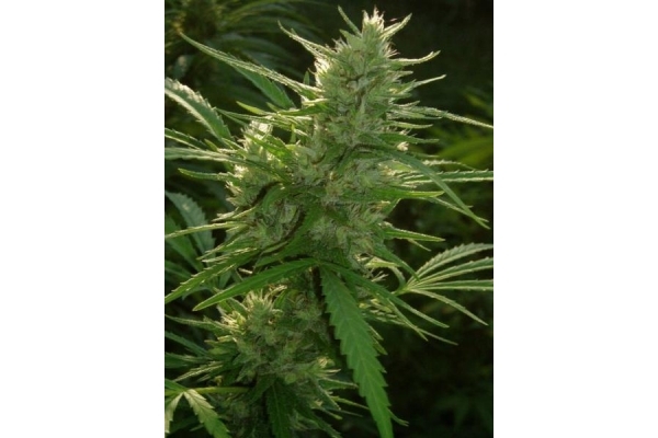 Panama (ACE Seeds) Feminisoidut Panama (ACE Seeds) Feminisoidut