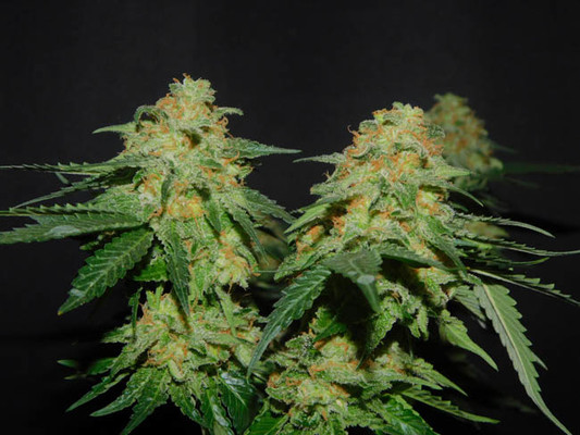 Spliff's Strawberry (Spliff Seeds) Feminisoidut Spliff's Strawberry (Spliff Seeds) Feminisoidut