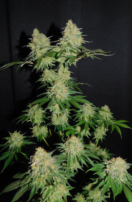 Spliff's Strawberry (Spliff Seeds) Feminisoidut Spliff's Strawberry (Spliff Seeds) Feminisoidut