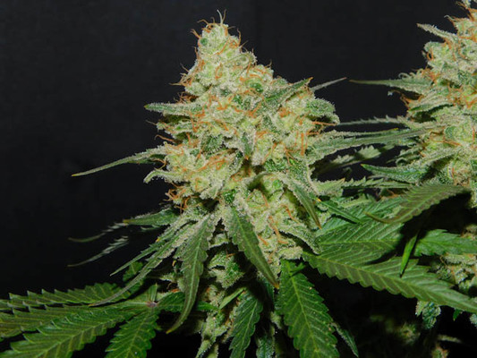 Spliff's Strawberry (Spliff Seeds) Feminisoidut Spliff's Strawberry (Spliff Seeds) Feminisoidut