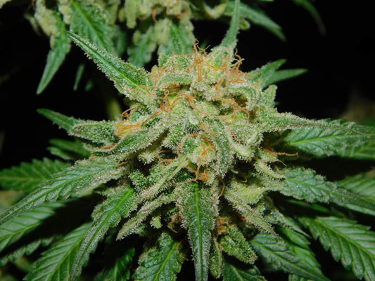 Spliff's Strawberry (Spliff Seeds) Feminisoidut Spliff's Strawberry (Spliff Seeds) Feminisoidut