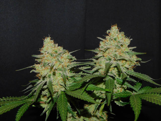 Spliff's Strawberry (Spliff Seeds) Feminisoidut Spliff's Strawberry (Spliff Seeds) Feminisoidut