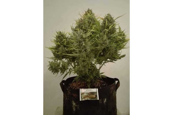 Auto White Widow (Dutch Passion) Feminisoidut Auto White Widow (Dutch Passion) Feminisoidut
