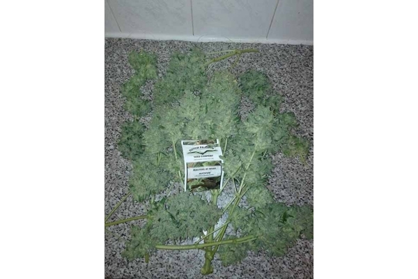 Auto White Widow (Dutch Passion) Feminisoidut Auto White Widow (Dutch Passion) Feminisoidut