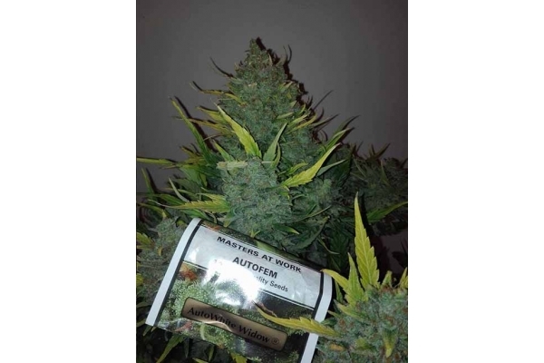 Auto White Widow (Dutch Passion) Feminisoidut Auto White Widow (Dutch Passion) Feminisoidut