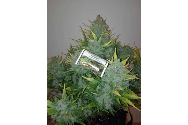 Auto White Widow (Dutch Passion) Feminisoidut Auto White Widow (Dutch Passion) Feminisoidut