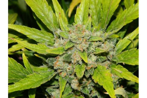 Auto White Widow (Dutch Passion) Feminisoidut Auto White Widow (Dutch Passion) Feminisoidut